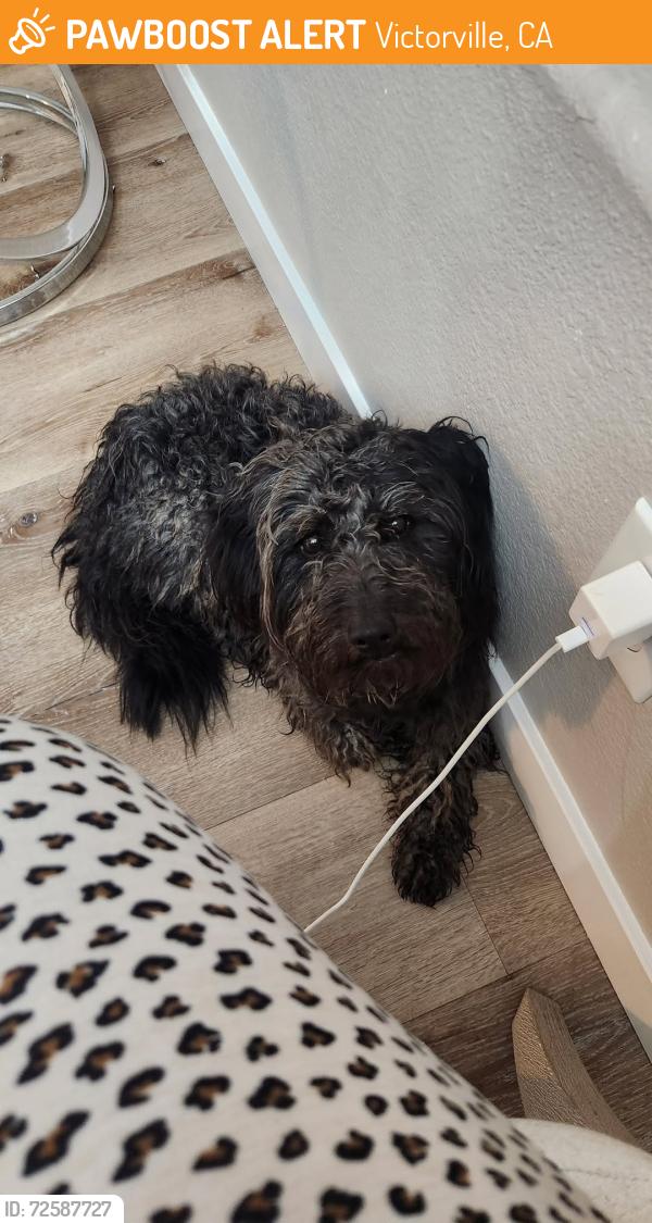 Found/Stray Unknown Dog last seen Village dr, Victorville, CA 92307