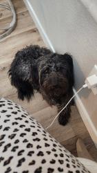 Found/Stray Unknown Dog last seen Village dr, Victorville, CA 92307