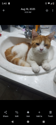 Lost Male Cat last seen Glenrose, Nashville, TN 37210