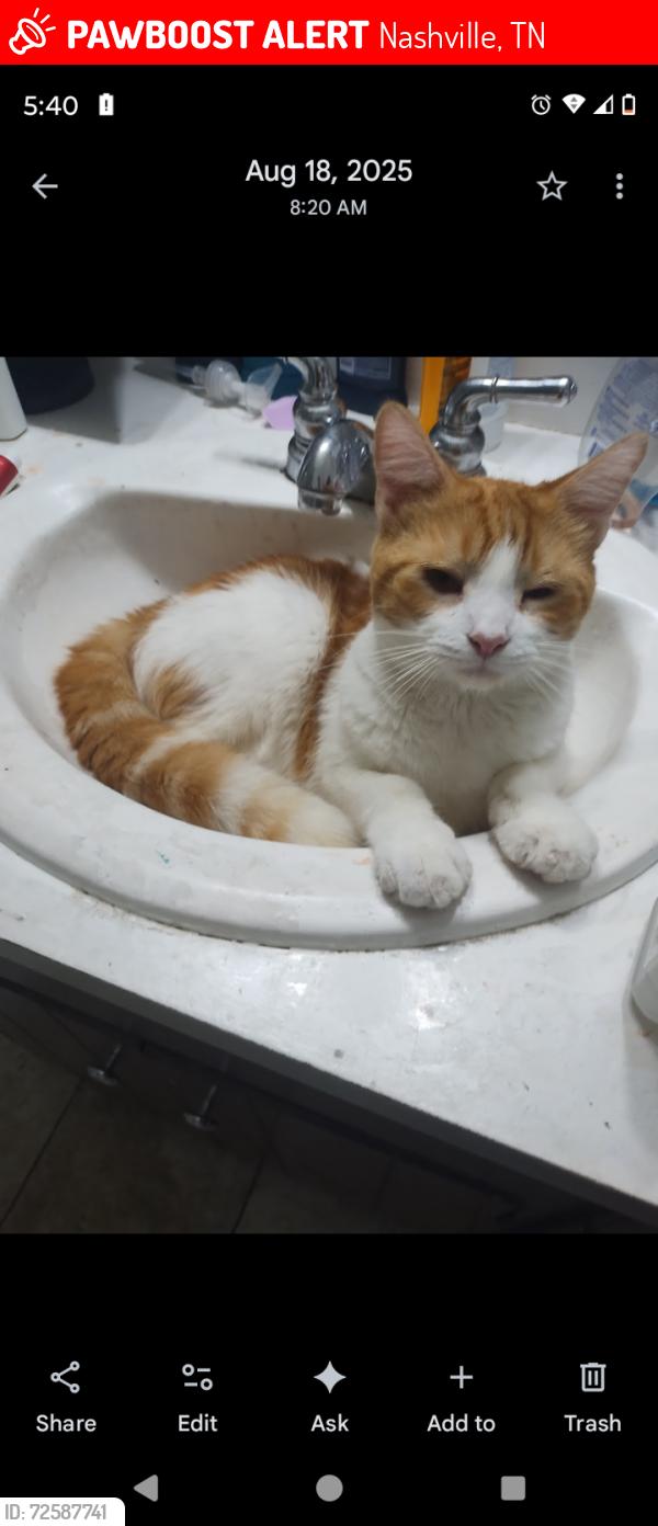 Lost Male Cat last seen Glenrose, Nashville, TN 37210