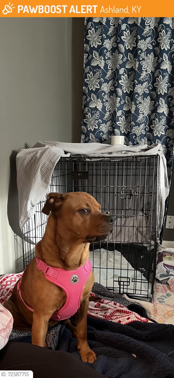 Found/Stray Female Dog last seen 13th Street and Highland Ave across from Ashland Animal Clinic, Ashland, KY 41102