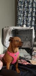 Found/Stray Female Dog last seen 13th Street and Highland Ave across from Ashland Animal Clinic, Ashland, KY 41102