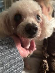 Found/Stray Female Dog last seen Cypresswood and Cutten, Spring, TX 77387