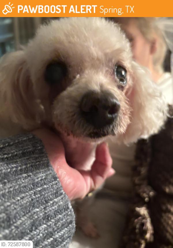 Found/Stray Female Dog last seen Cypresswood and Cutten, Spring, TX 77387
