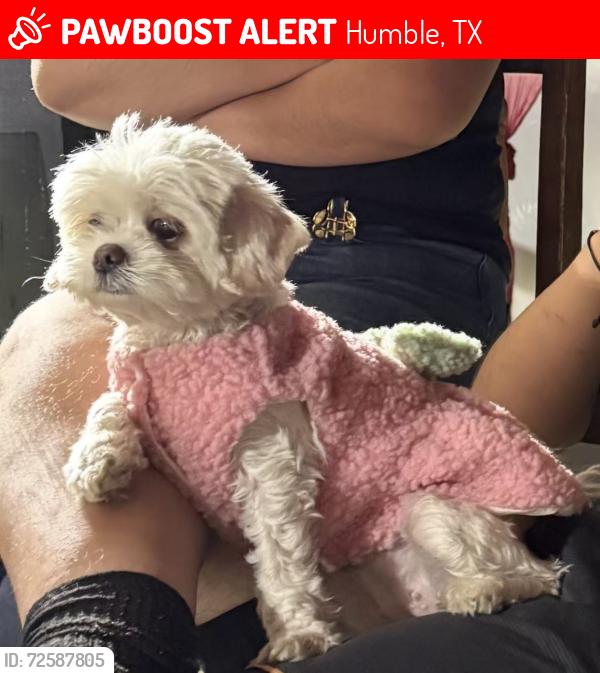 Lost Female Dog last seen Timberwood Neighborhood In Humble , Humble, TX 77396