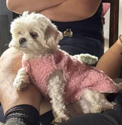 Lost Female Dog last seen Timberwood Neighborhood In Humble , Humble, TX 77396