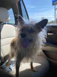 Lost Female Dog last seen Hardy Dealership 30157 Dallas GA, Dallas, GA 30157