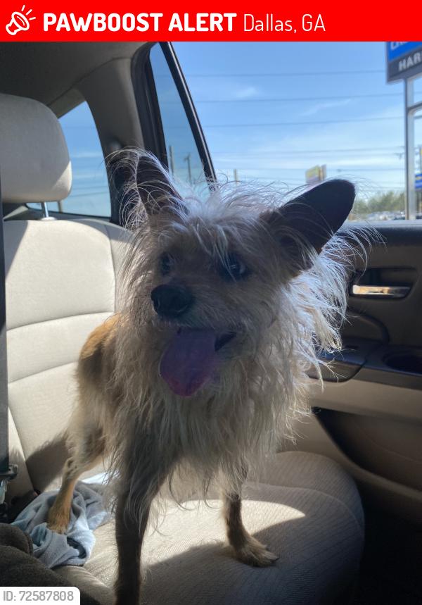 Lost Female Dog last seen Hardy Dealership 30157 Dallas GA, Dallas, GA 30157