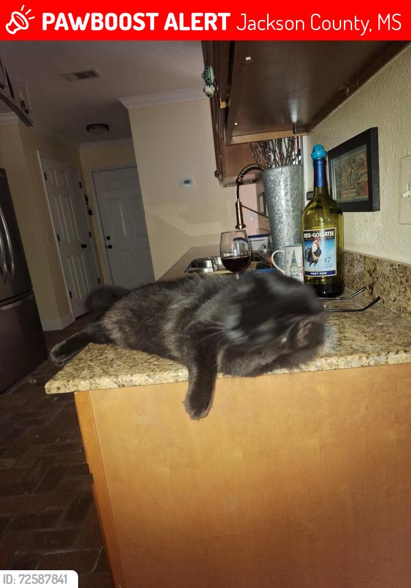 Lost Female Cat last seen Sycamore St,  between Center and beach, Jackson County, MS 39564