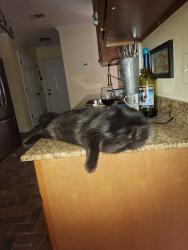 Lost Female Cat last seen Sycamore St,  between Center and beach, Jackson County, MS 39564