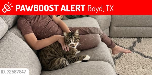 Lost Male Cat last seen FR-51/CR-3597, Boyd, TX 76023