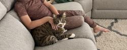 Lost Male Cat last seen FR-51/CR-3597, Boyd, TX 76023