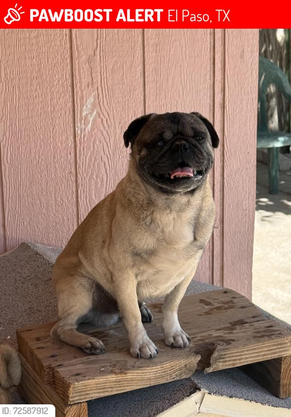 Lost Male Dog last seen Montana and George Dieter/ Montana and Lee Trevino, El Paso, TX 79936