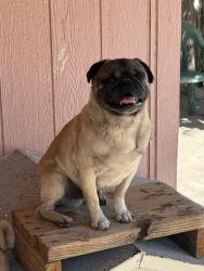 Lost Male Dog last seen Montana and George Dieter/ Montana and Lee Trevino, El Paso, TX 79936
