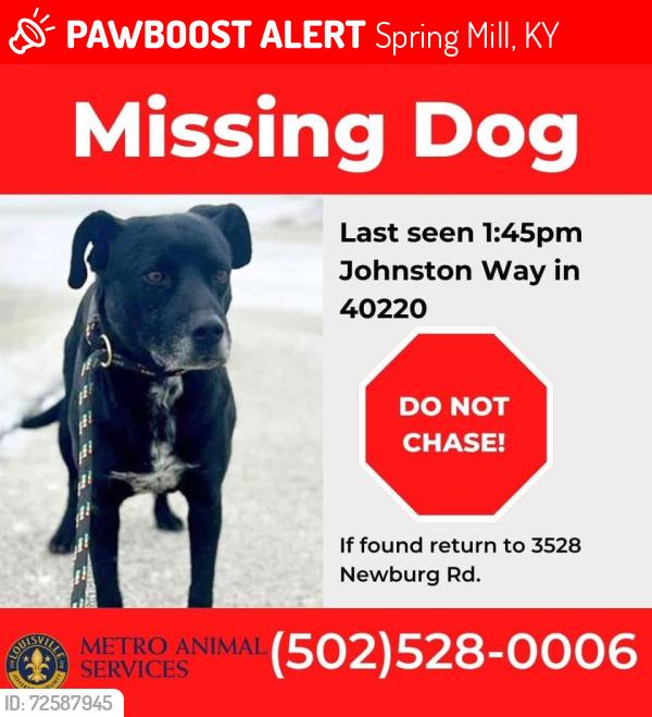 Lost Male Dog last seen Vaughn Mill Road near Wawa, Spring Mill, KY 40228