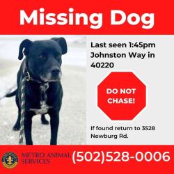 Lost Male Dog last seen Vaughn Mill Road near Wawa, Spring Mill, KY 40228