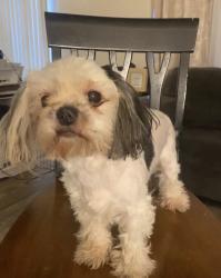 Lost Female Dog last seen General McMullen, near the neighborhood place, San Antonio, TX 78228