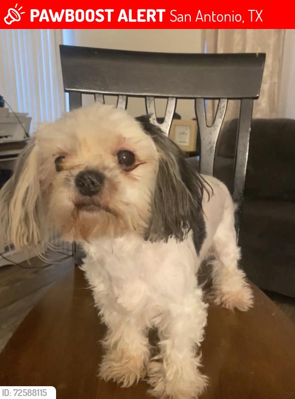 Lost Female Dog last seen General McMullen, near the neighborhood place, San Antonio, TX 78228