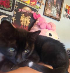 Lost Male Cat last seen by Niemes Elemantary, Artesia, CA 90701