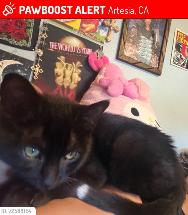 Lost Male Cat last seen by Niemes Elemantary, Artesia, CA 90701