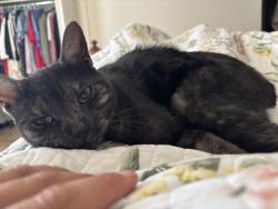 Lost Female Cat last seen Riverdale and McVay , Germantown, TN 38138