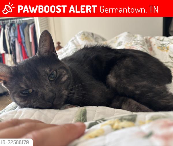 Lost Female Cat last seen Riverdale and McVay , Germantown, TN 38138