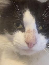Lost Male Cat last seen Old river road, Haywood County, NC 28716