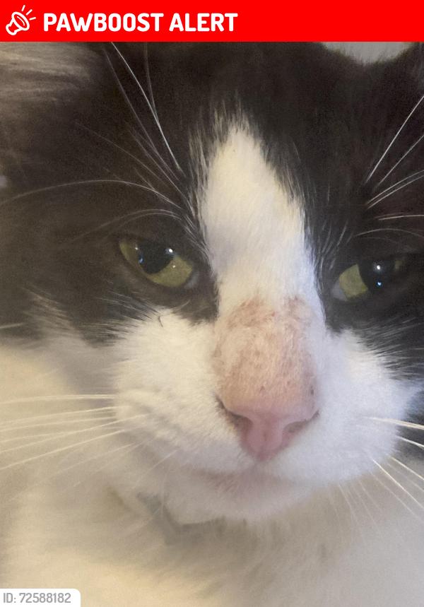 Lost Male Cat last seen Old river road, Haywood County, NC 28716