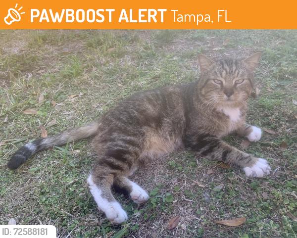 Found/Stray Male Cat last seen Lake Melena Way, Tampa, FL, Tampa, FL 33614