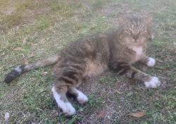 Found/Stray Male Cat last seen Lake Melena Way, Tampa, FL, Tampa, FL 33614