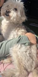 Lost Male Dog last seen Target & LA Fitness, Douglasville, GA 30135
