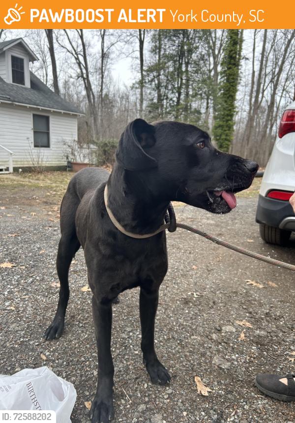 Found/Stray Male Dog last seen Oakridge Rd Gastonia , York County, SC 29710