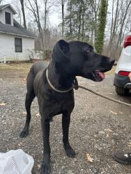 Found/Stray Male Dog last seen Oakridge Rd Gastonia , York County, SC 29710