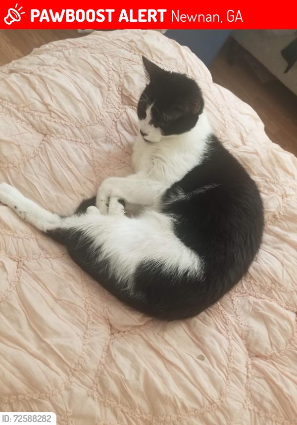 Lost Male Cat last seen Near chastain cir, Newnan ga 30263, Newnan, GA 30263