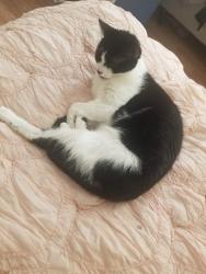 Lost Male Cat last seen Near chastain cir, Newnan ga 30263, Newnan, GA 30263