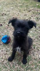 Lost Male Dog last seen Near E Fairmont Ave , Savannah, GA 31406