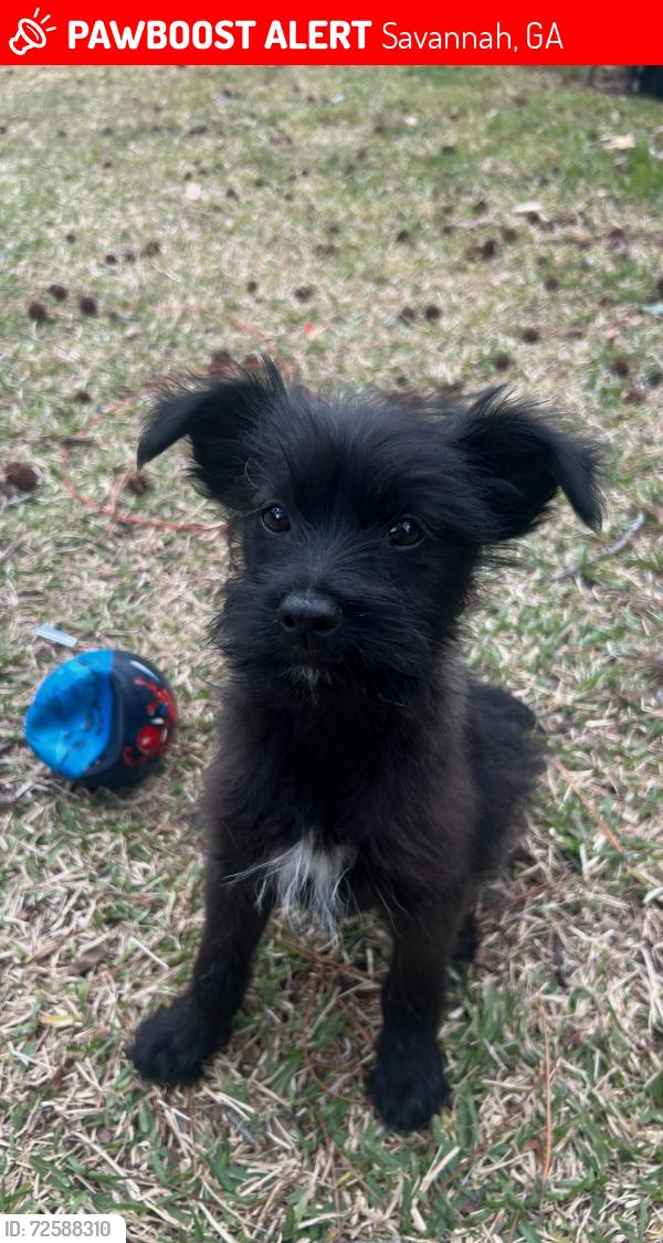 Lost Male Dog last seen Near E Fairmont Ave , Savannah, GA 31406