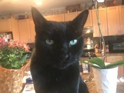 Lost Female Cat last seen Colony / heathcliff / la loma, North Tustin, CA 92705