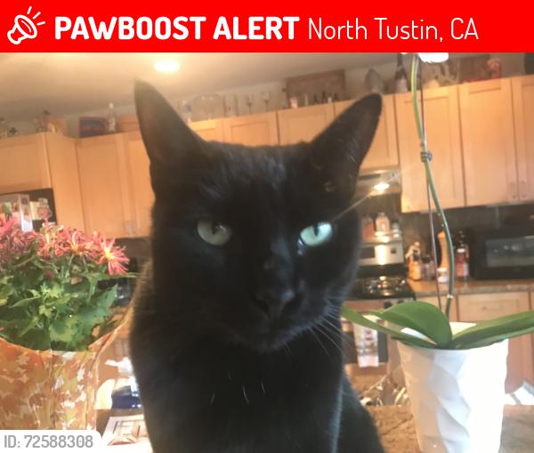 Lost Female Cat last seen Colony / heathcliff / la loma, North Tustin, CA 92705