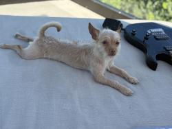 Reunited Male Dog last seen Woodman and Victory , Los Angeles, CA 91402