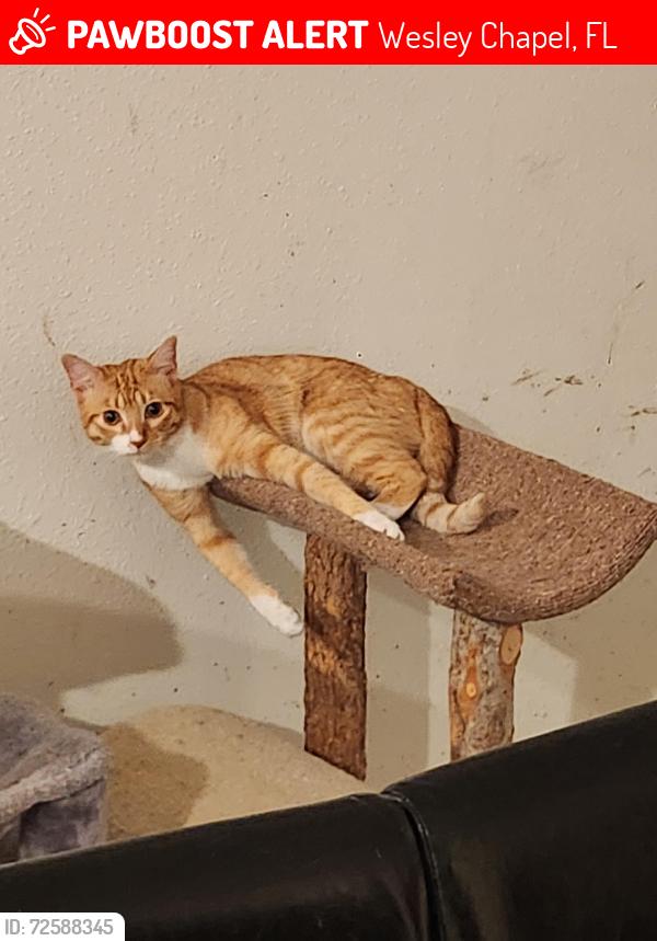 Lost Female Cat last seen Old Bridge Rd and Handcart, Wesley Chapel, FL 33545