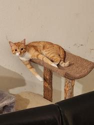 Lost Female Cat last seen Old Bridge Rd and Handcart, Wesley Chapel, FL 33545