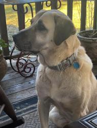 Lost Female Dog last seen Dr. Charlie Drive & Cedar Grove Drive, Opelousas, LA 70570