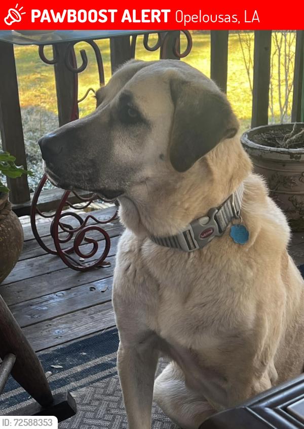Lost Female Dog last seen Dr. Charlie Drive & Cedar Grove Drive, Opelousas, LA 70570