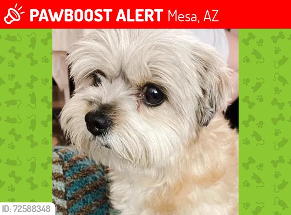 Lost Female Dog last seen Sossaman & higley, Mesa, AZ 85212