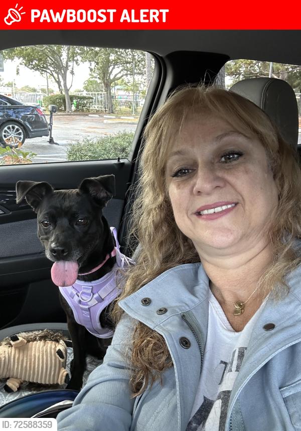 Lost Female Dog last seen Dillon & Indian Canyon, Desert Hot Springs, CA 92240