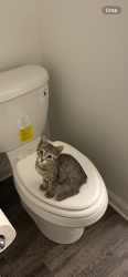 Lost Female Cat last seen Camden Rd, Hope Mills, NC 28348
