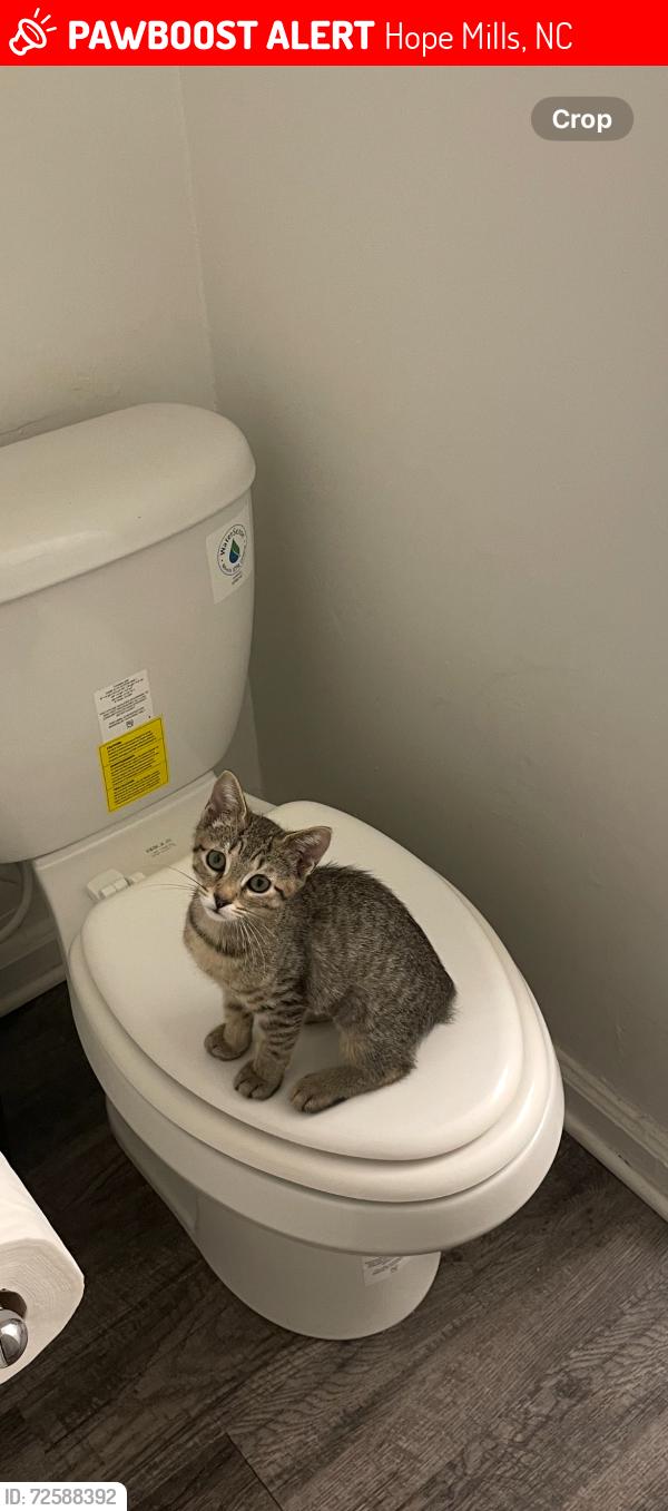 Lost Female Cat last seen Camden Rd, Hope Mills, NC 28348
