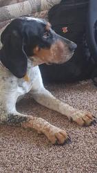 Lost Female Dog last seen Pikes peak, 30th, Colorado Springs, CO 80904