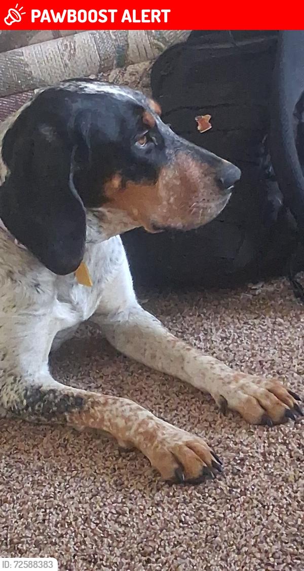 Lost Female Dog last seen Pikes peak, 30th, Colorado Springs, CO 80904